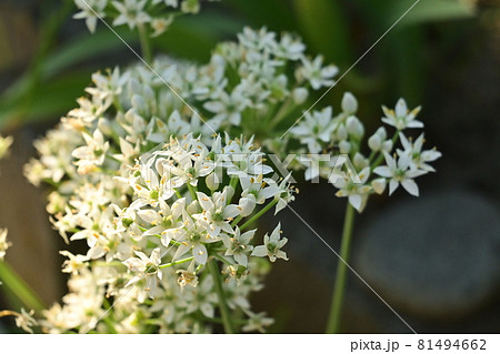 植物 雑草 白い花 小花の写真素材