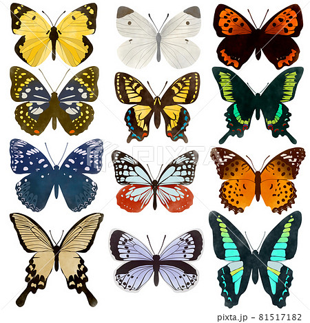 イラスト きれい 綺麗 蝶のイラスト素材