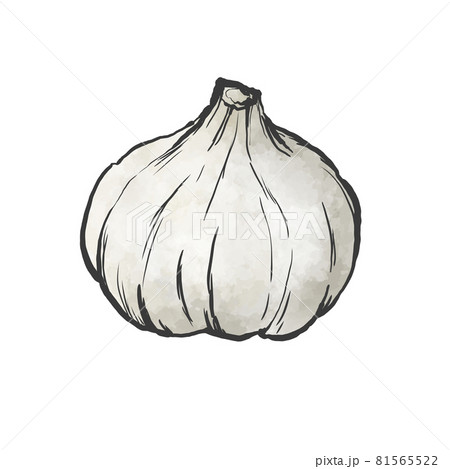 にんにくのイラスト素材集 ピクスタ