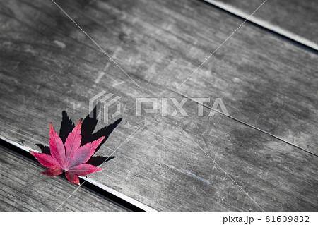 モミジ 紅葉 影 白黒の写真素材