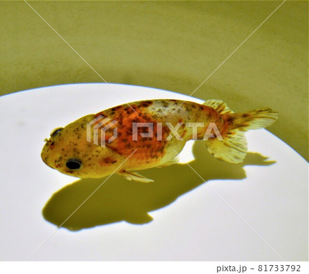 金魚 魚 尾びれ 背びれの写真素材