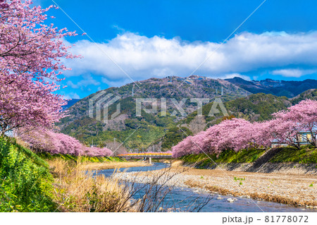 ビビットカラー 花の写真素材 - PIXTA