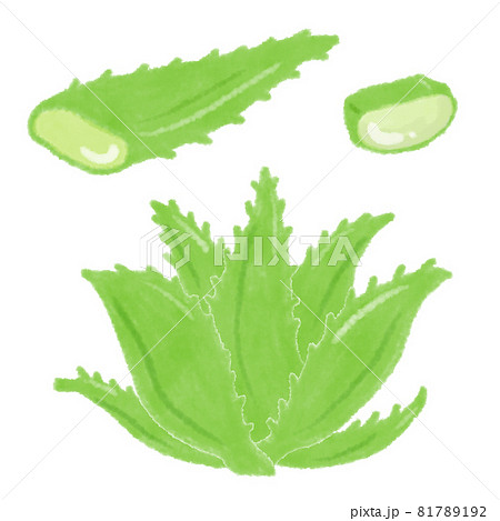 アロエ 葉 薬用 生薬のイラスト素材