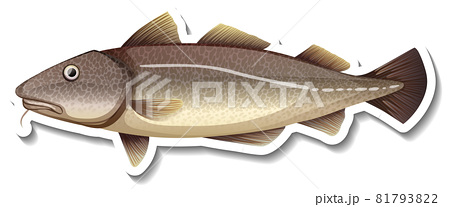 なまず ナマズ 鯰 かわいいの写真素材