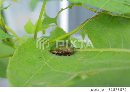 ひまわり ヒマワリ 向日葵 虫食いの葉の写真素材