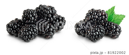 デューベリーの写真素材