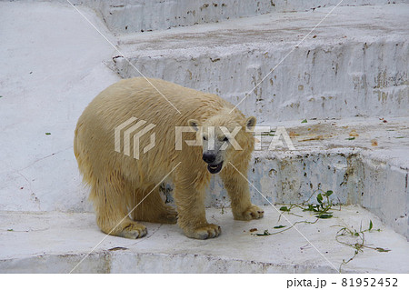 北極熊子供白クマ赤ちゃんの写真素材