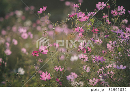 切ない 綺麗 鮮やかの写真素材