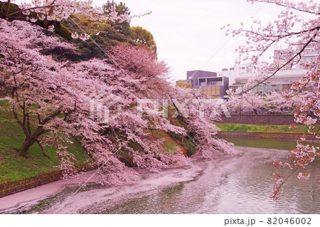 零れ桜の写真素材 - PIXTA