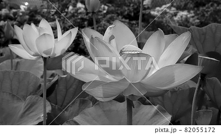 花 モノクロ 蓮 白黒の写真素材