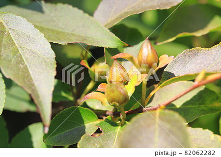 沙羅双樹の実の写真素材 - PIXTA