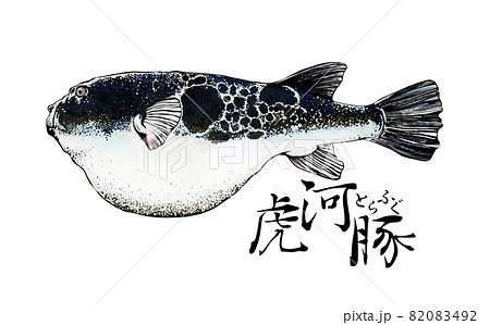 フグ ハリセンボンのイラスト素材集 ピクスタ フグ ハリセンボンのイラスト素材集 ピクスタ
