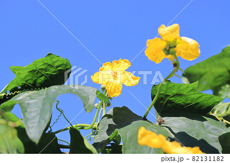 黄色いヘチマの花の写真素材 1311