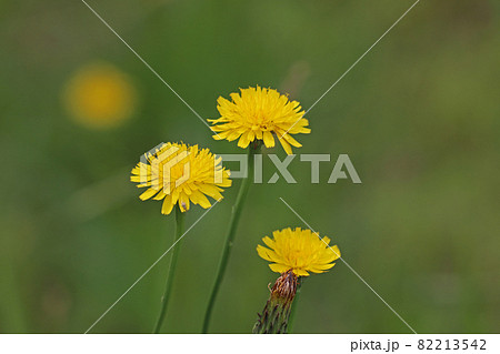 ブタクサ 花 黄色 雑草の写真素材