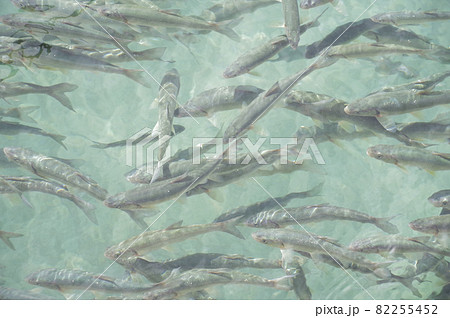 ウグイ 川魚の写真素材