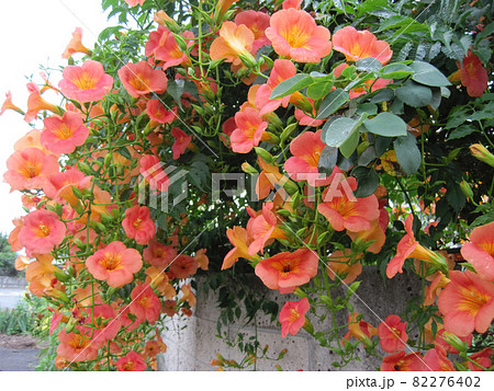 のうぜんかつら 花の写真素材