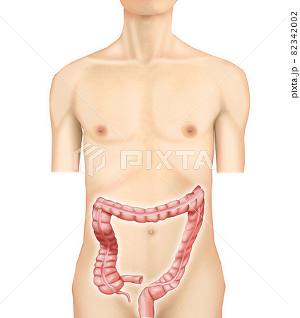 大腸のイラスト素材