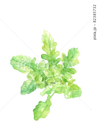 大根畑のイラスト素材