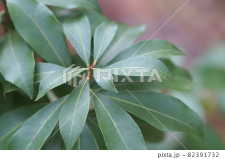 植物 アセビ 葉の写真素材