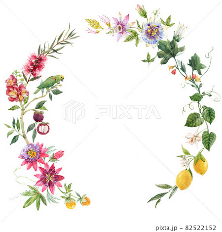 レモンの花のイラスト素材