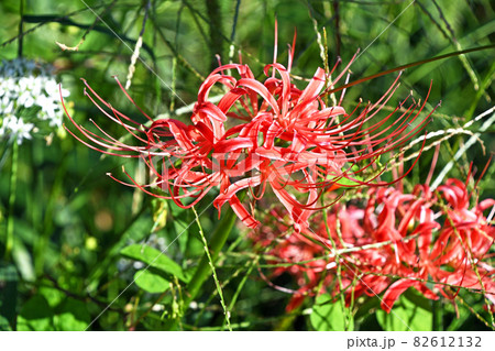 彼岸花 リコリス 花 切り花の写真素材