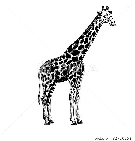 動物 キリン 白バック 白黒の写真素材