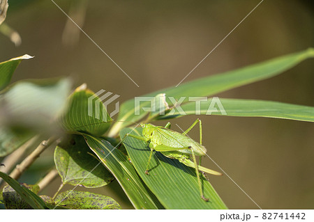 笹の葉にとまるウマオイムシの写真素材 笹の葉にとまるウマオイムシの写真素材