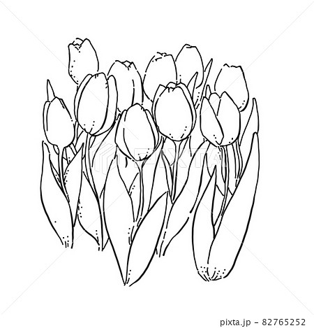 チューリップ モノクロ 線画 植物のイラスト素材