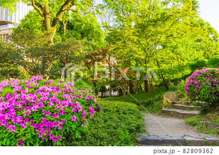 ツツジ 日比谷公園 植物 花の写真素材 - PIXTA