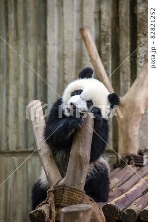 顔 パンダ ジャイアントパンダ 正面の写真素材