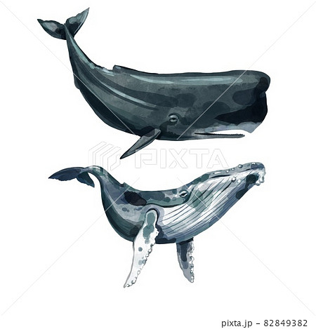 Watercolor Set Whale And Sperm Whale On A のイラスト素材 8493
