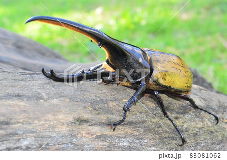 へらくれすおおかぶと Long-awaited] The Hercules beetle with precious blood is so