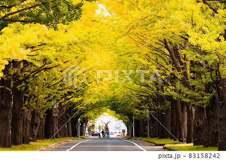 イチョウページ イチョウの木 イチョウの葉 11月 秋の写真素材 - PIXTA