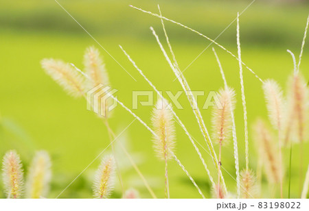 花 植物 エノコログサ 猫じゃらしの写真素材