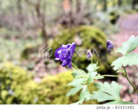 トリカブト 鳥兜 花 長野県の写真素材 トリカブト 鳥兜 花 長野県の写真素材