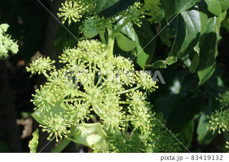 アシタバの花の写真素材