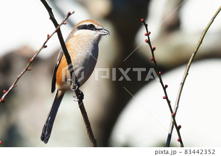 百舌鳥 もず 鳥 百舌の写真素材 - PIXTA