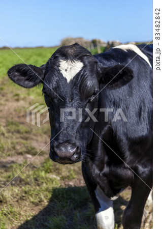 寝牛 寝てる 動物の写真素材