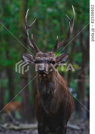 かっこいい鹿の写真素材