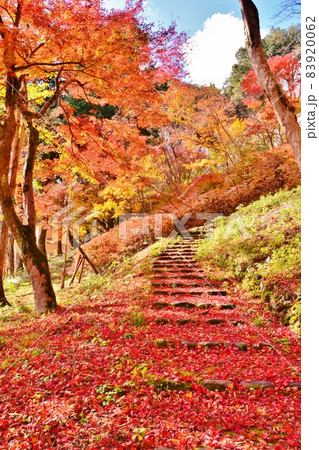 小千谷船岡山公園 秋景色の写真素材