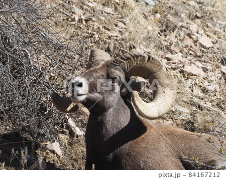 ビッグホーンシープの写真素材