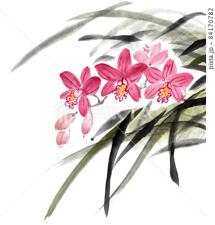 シンビジウムのイラスト素材 - PIXTA