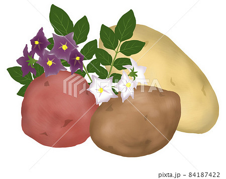 芋 じゃがいも かわいい イラスト キュートの写真素材