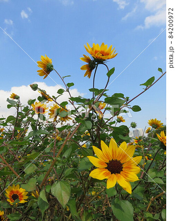 ひまわりに似た花の写真素材