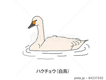 白鳥のイラスト素材集 ピクスタ