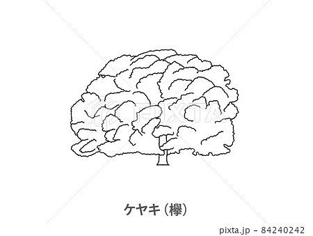 ケヤキのイラスト素材