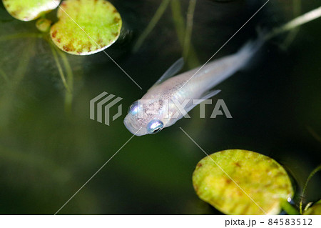 メダカ 川 水草 淡水魚の写真素材