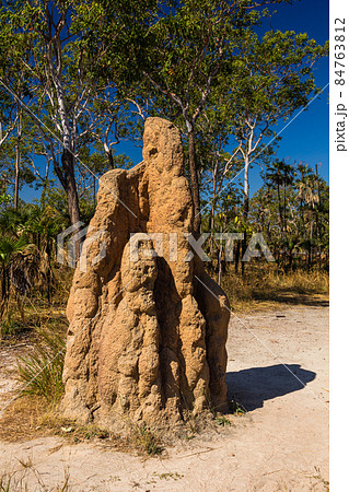 蟻塚の写真素材