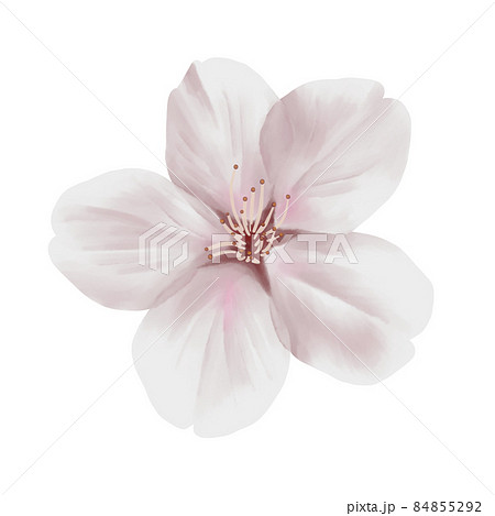 花びら 桜 ソメイヨシノ 切り抜きの写真素材