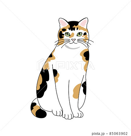 猫 三毛猫 おすわり ねこの写真素材